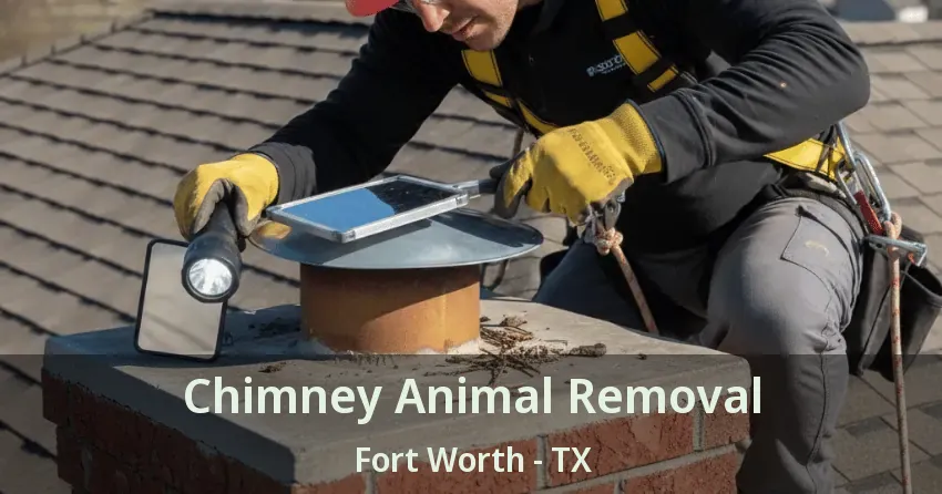 Chimney Animal Removal Fort Worth - TX Chimney Animal Removal Fort Worth - TX